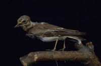 藏品(小環頸鴴)的圖片